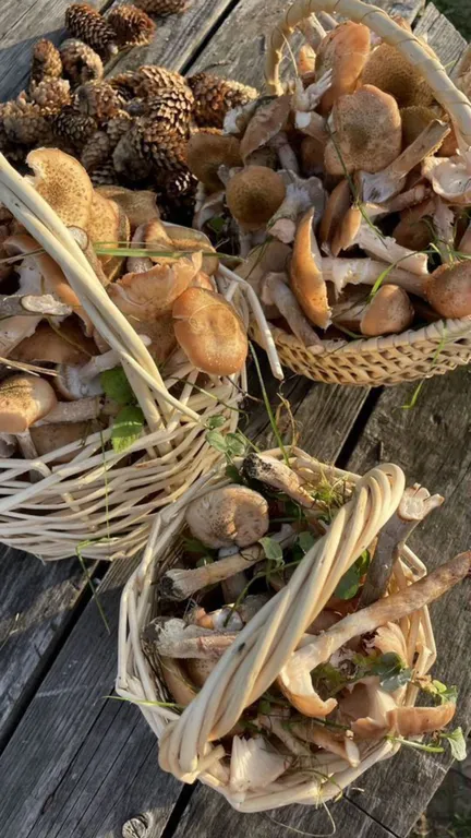 Домик на берегу Оки в сельской усадьбе Варежка