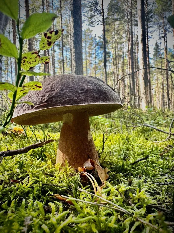 Коттедж Новый дом на Ладоге рядом с пляжем — Приозерск