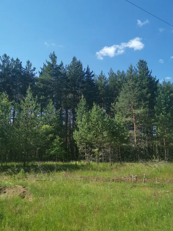 Dream Forest & River PZ