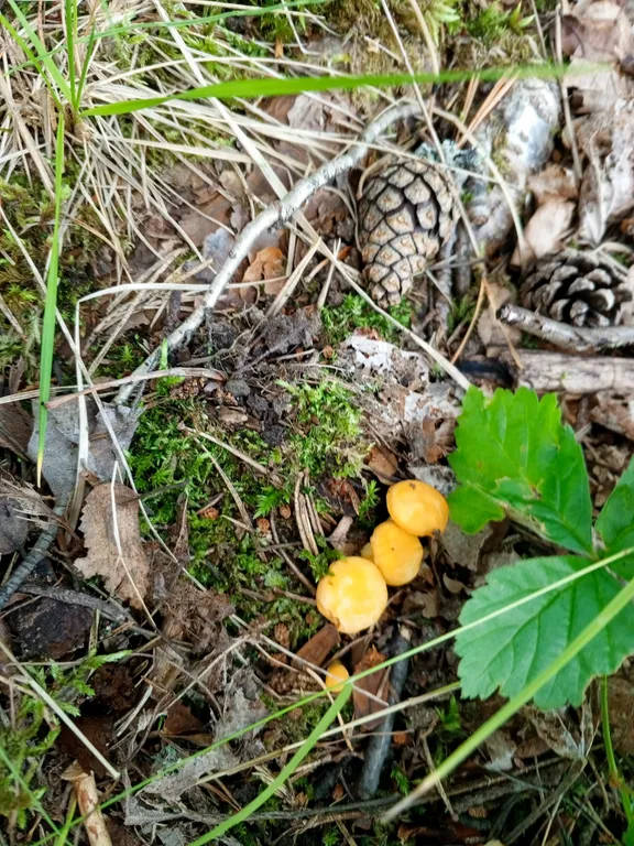 Уютный дом со своей территорией