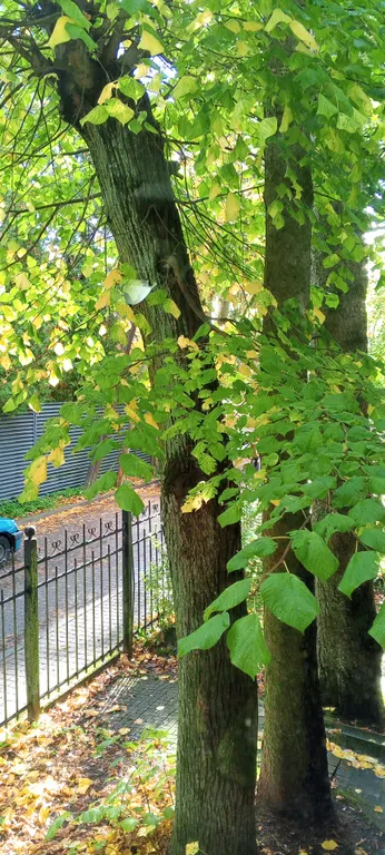 Квартира Просторная квартира в историческом центре — Светлогорск