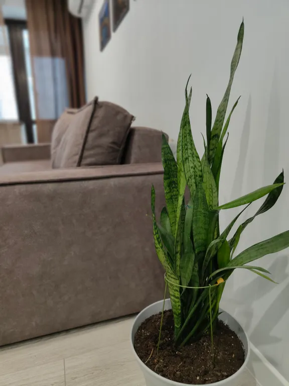 Квартира в центре с панорамным видом