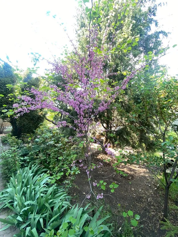 Загородный дом с садом и бассейном