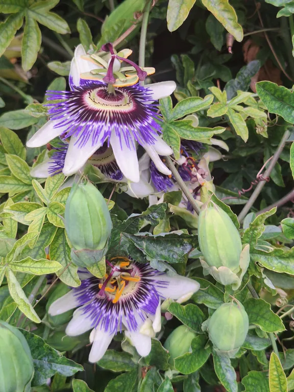 Квартира Квартира Студия премиум люкс со своим двором — Геленджик