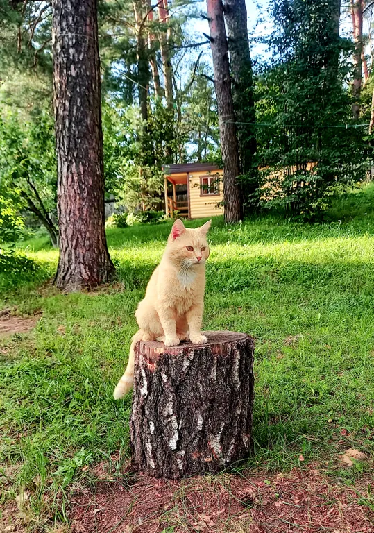 Гостевой дом у сосен.