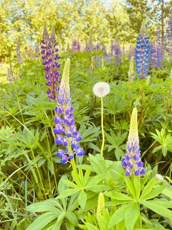 Коттедж Новый комфортабельный дом на берегу лесного озера Маролампи — Стеклянный