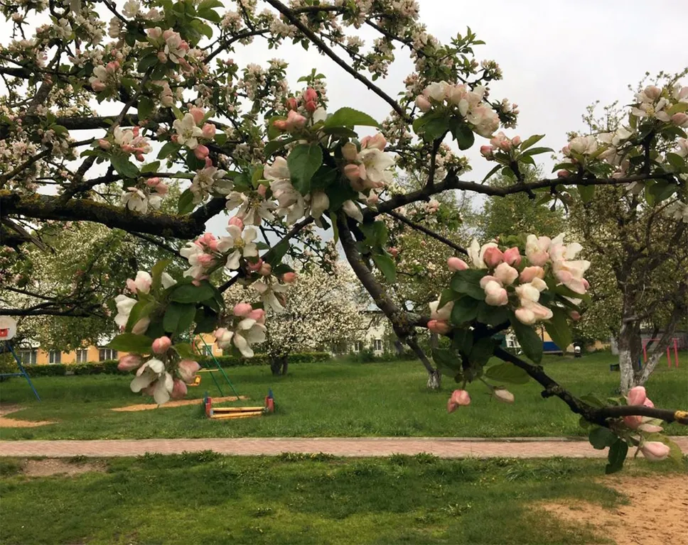 Апартамент с видом на яблоневый сад