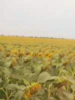 Ольга
