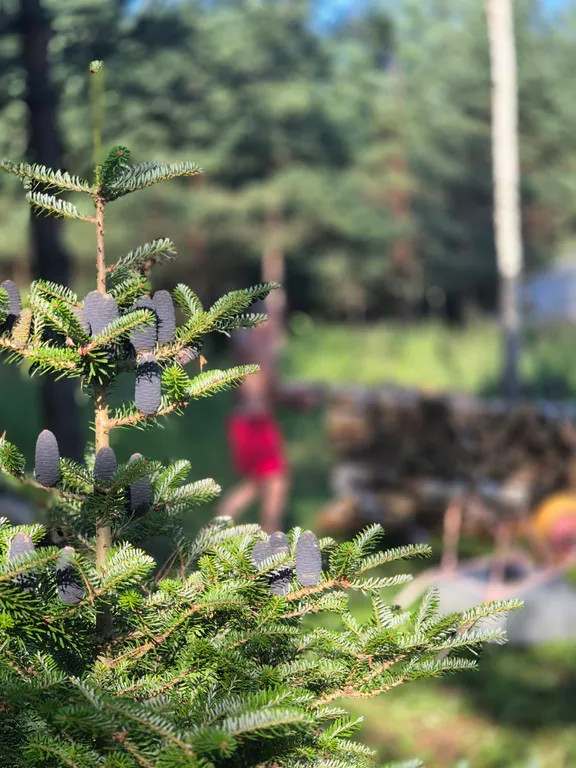 Эко - дом в лесу в гостях у Миродары