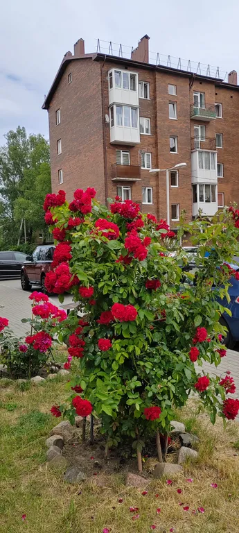 Квартира Квартира Уютная студия Amber Angel на побережье Балтийского моря — Пионерский