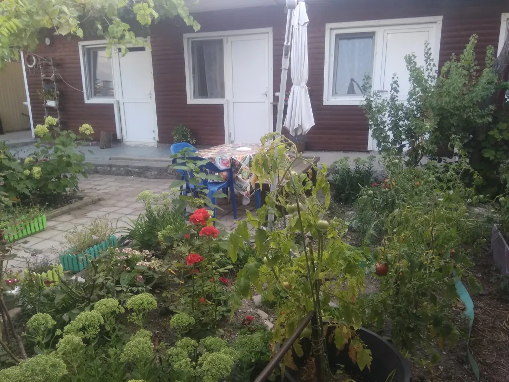 Комната с уютным двориком под виноградной аркой