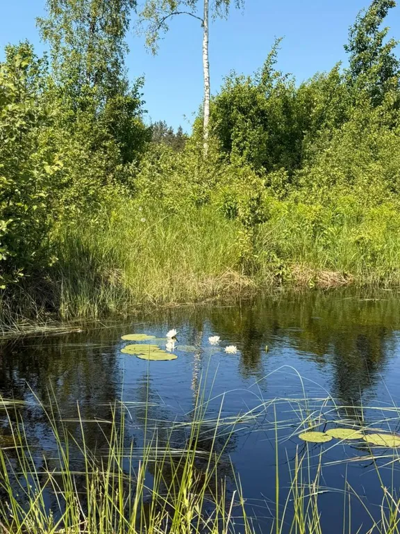 Коттедж Коттедж Среда обитания — Снегиревка