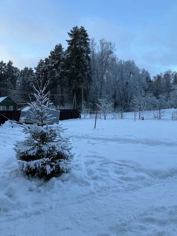 Дом в сосновом лесу