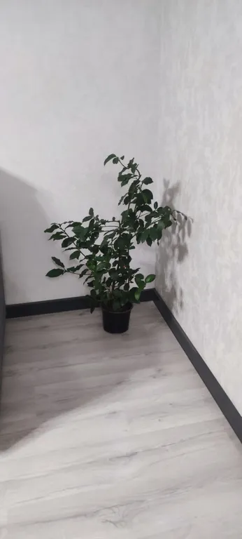 3х-комнатная квартира на 10 человек около вокзала