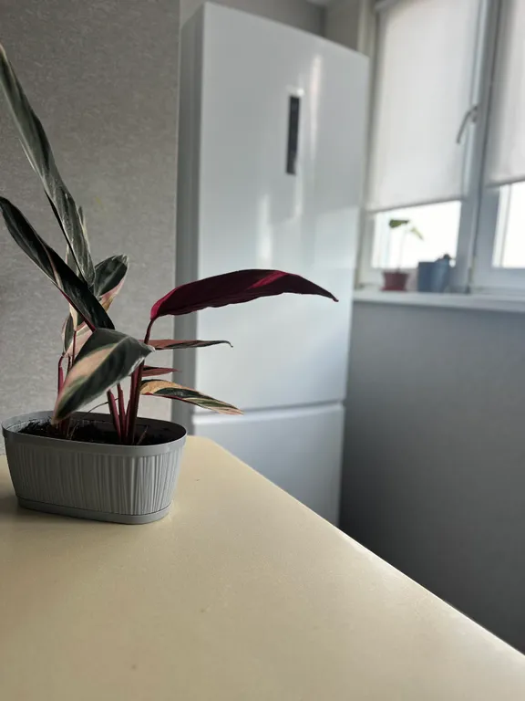 Квартира на берегу Волги