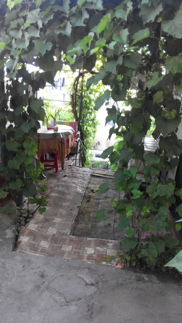 Вид из квартиры на виноградную беседку