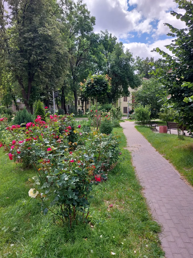 Кусты роз во дворе дома 