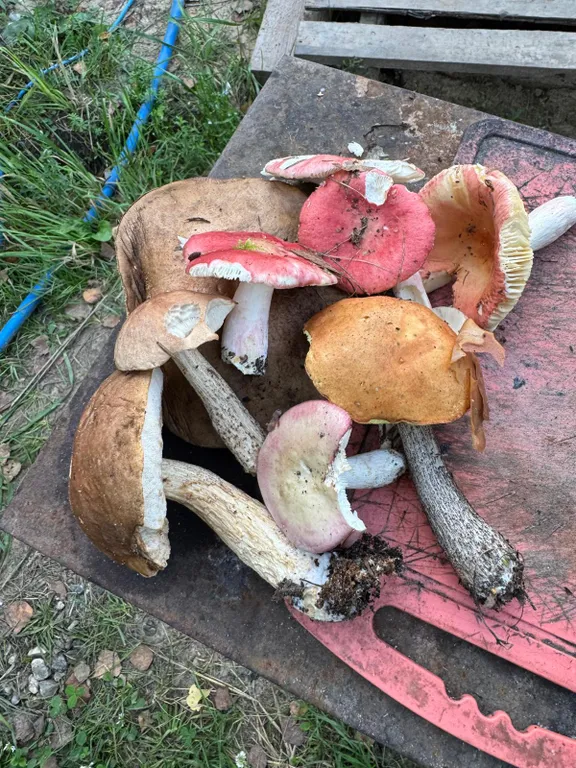 Загородная вилла в лесу