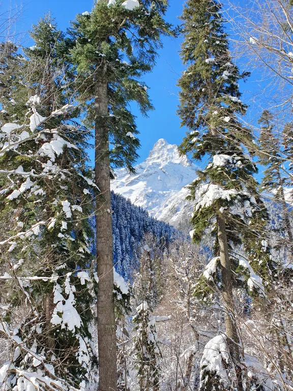 Апартаменты с панорамными видами на горы и лес в центре