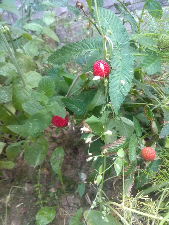 Дом с террасой, сауной рядом с лесом и пляжами