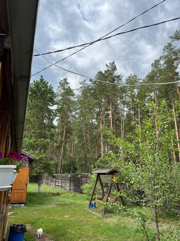 Отдых в Бузулукском бору круглый год с выходом в лес.