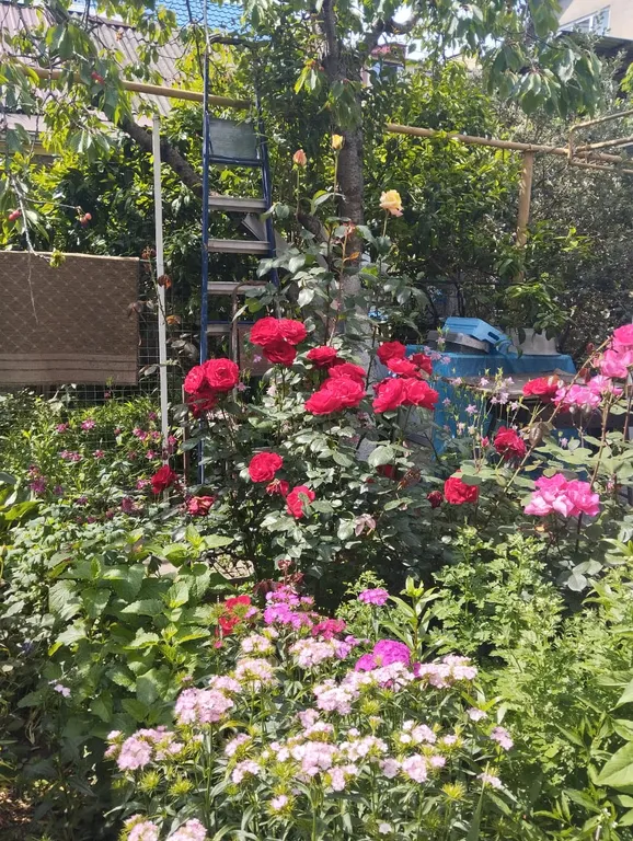 Коттедж 1-комнатный Дом — Адлер