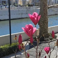 Светлана  Петрова