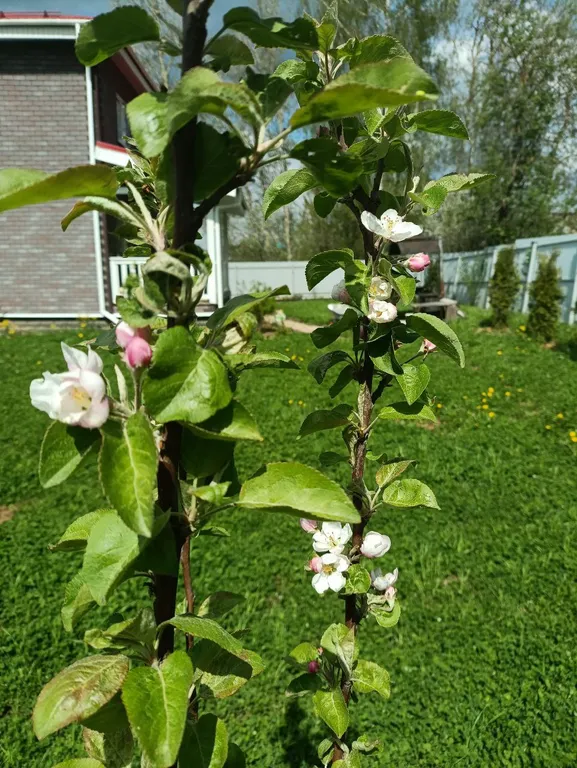 Дом с террасой, сауной рядом с лесом и пляжами