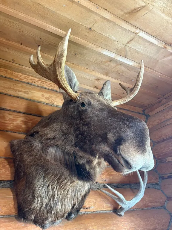 Гостевой дом Лось