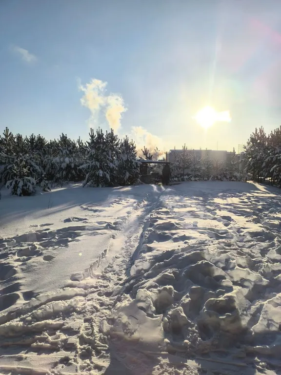 Дом в сосновом лесу