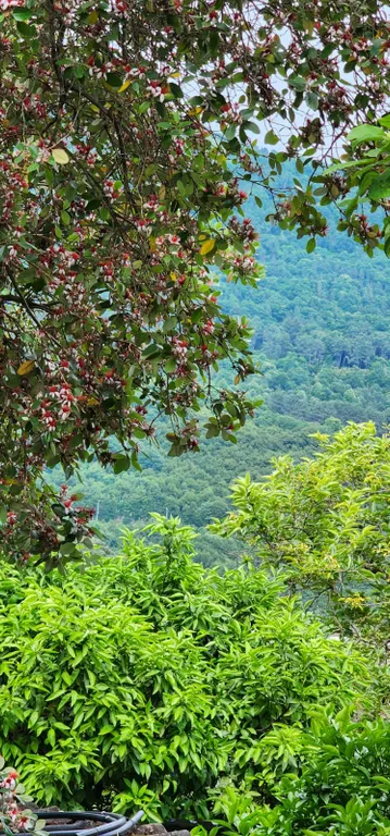 Эко домик в центре Гагры