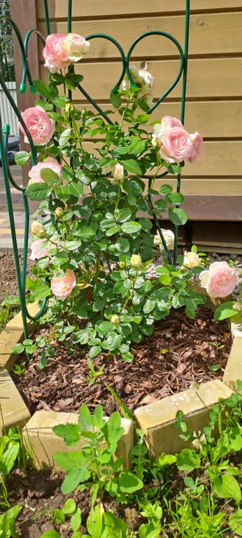 Коттедж 5-комнатный Дом — Кискелово