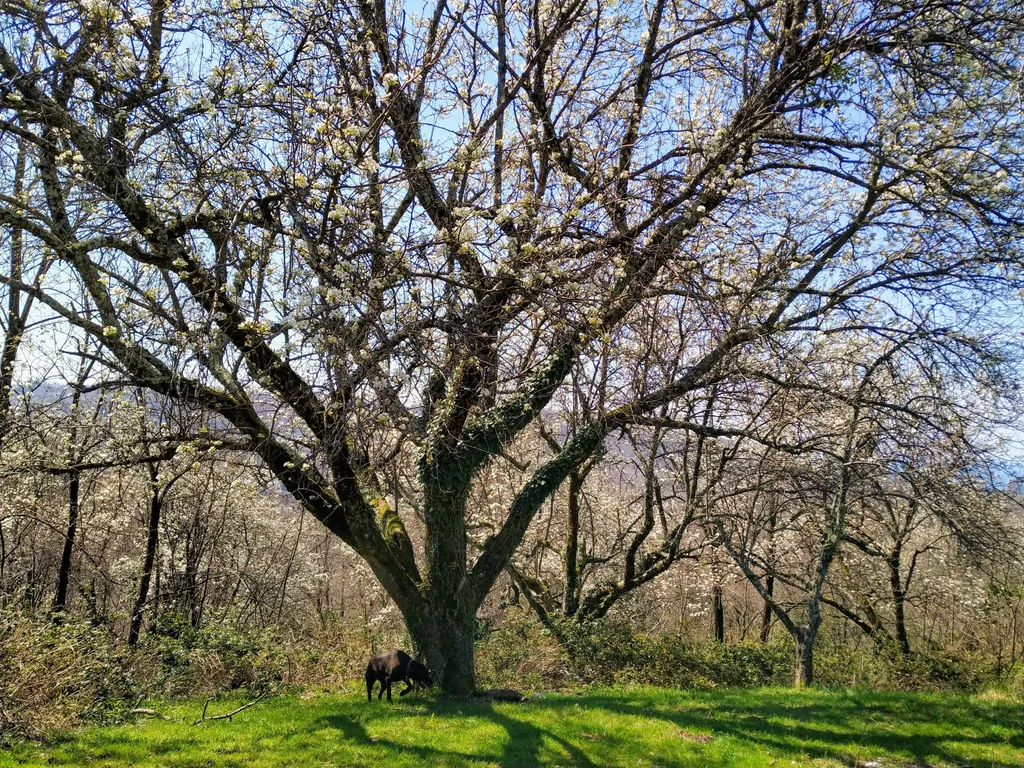 Коттедж Мансарда в горах с видом на море — Сочи