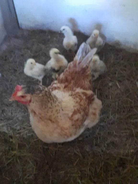 Домик в деревне в 5 километрах от моря