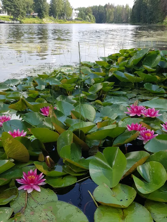 Уютная квартира у озера