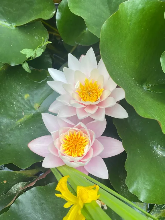 Уютная видовая студия