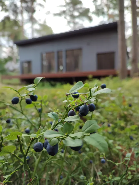 Коттедж Дом на берегу Ладожского озера — Видлица