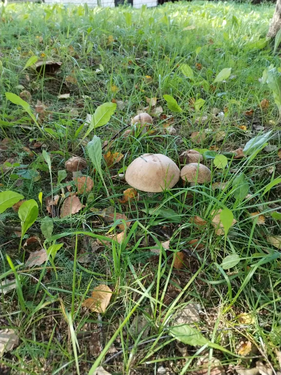 4-комнатный Дом