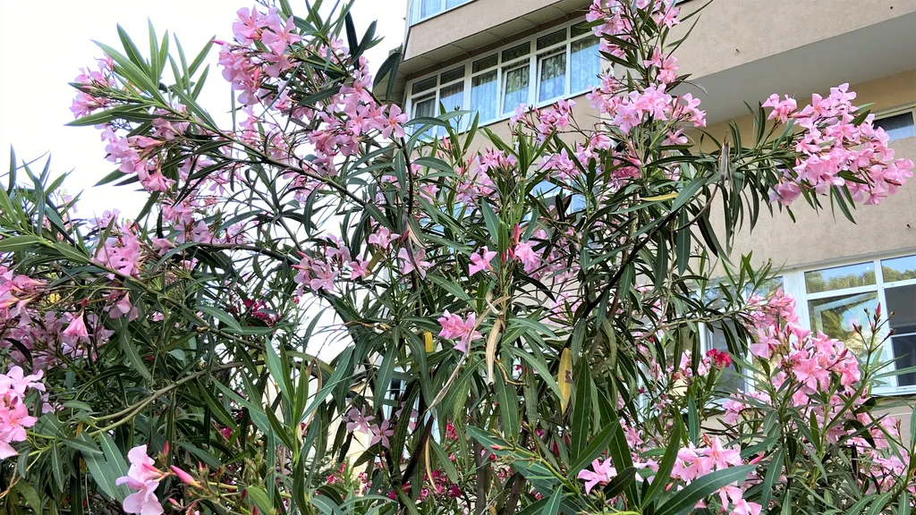 Апартаменты Приморье