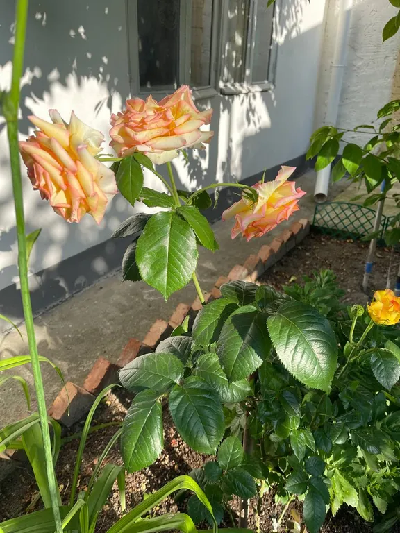 Комнаты в частном секторе