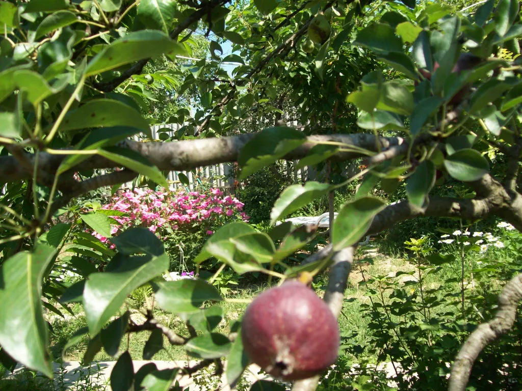 Двухместный номер в гостевом доме с уютным крымским двориком