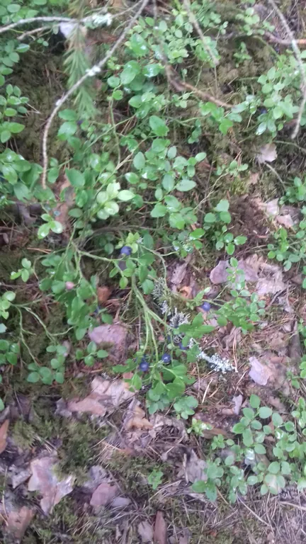 Гостевой дом Сосны в Смоленском Поозерье