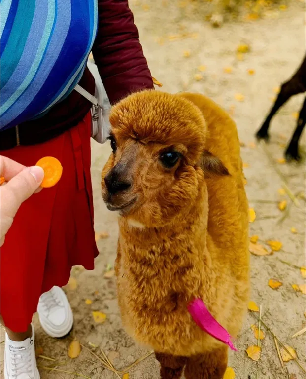 Большая квартира с парковкой и с выездом на М4Дон