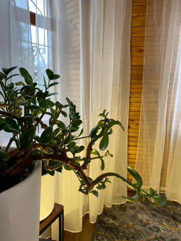 Коттедж - усадьба прянь - Кошкин дом