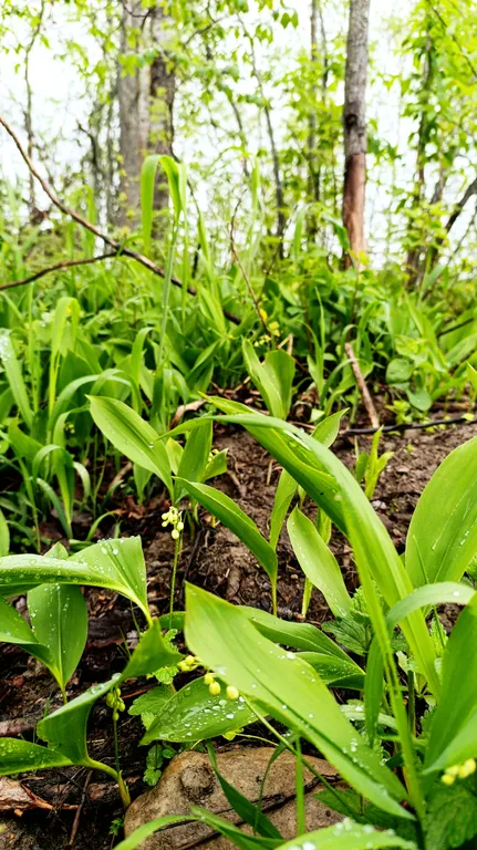 Гостевой дом Kielo