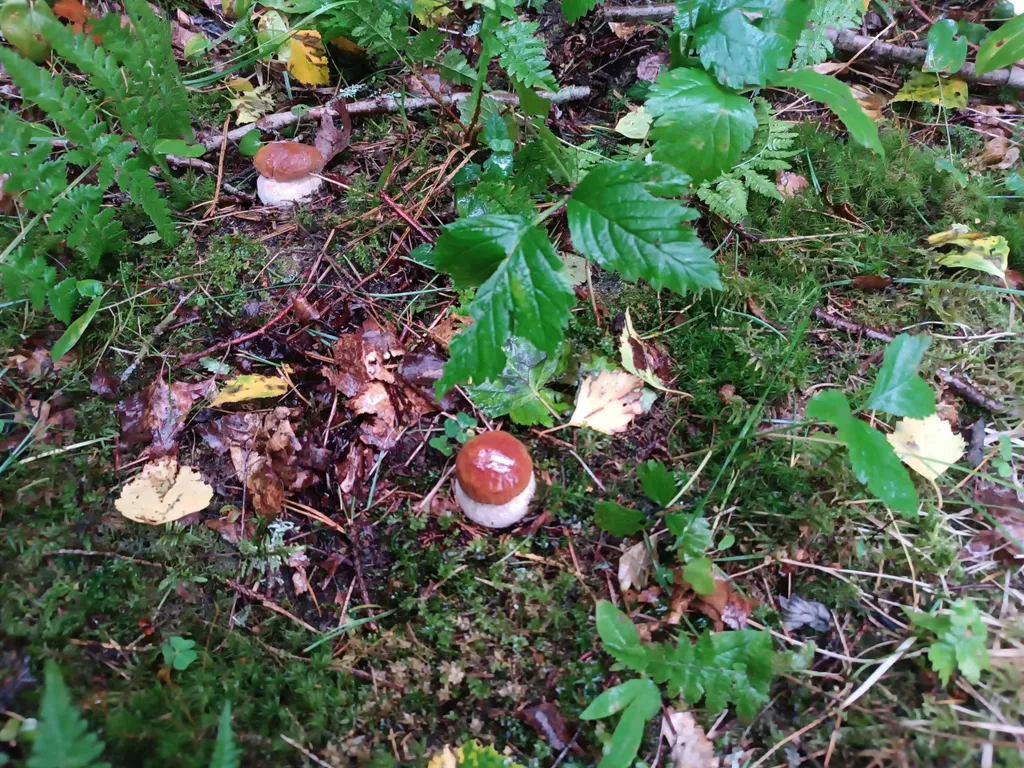 Уютный гостевой дом в сердце Карелии рядом с Ладожскими шхерами