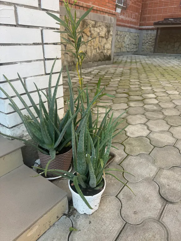 Одноместная студия