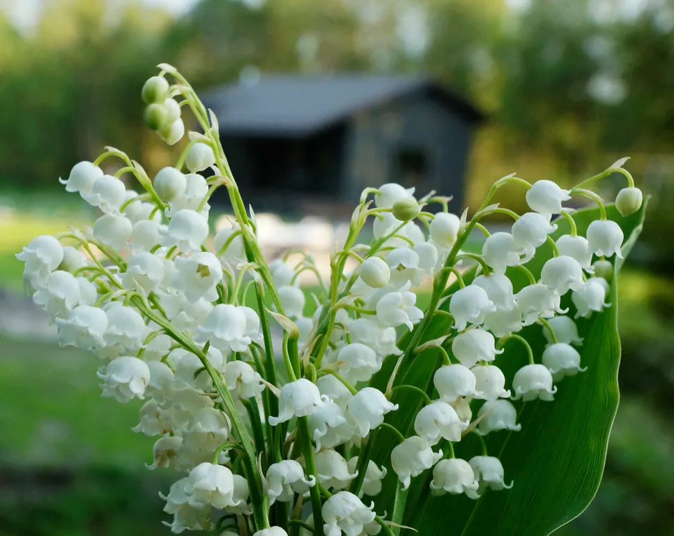 Дом в окружении заповедного леса у подножия горы Варамяки