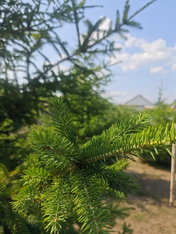 Гостевой дом У Натальи