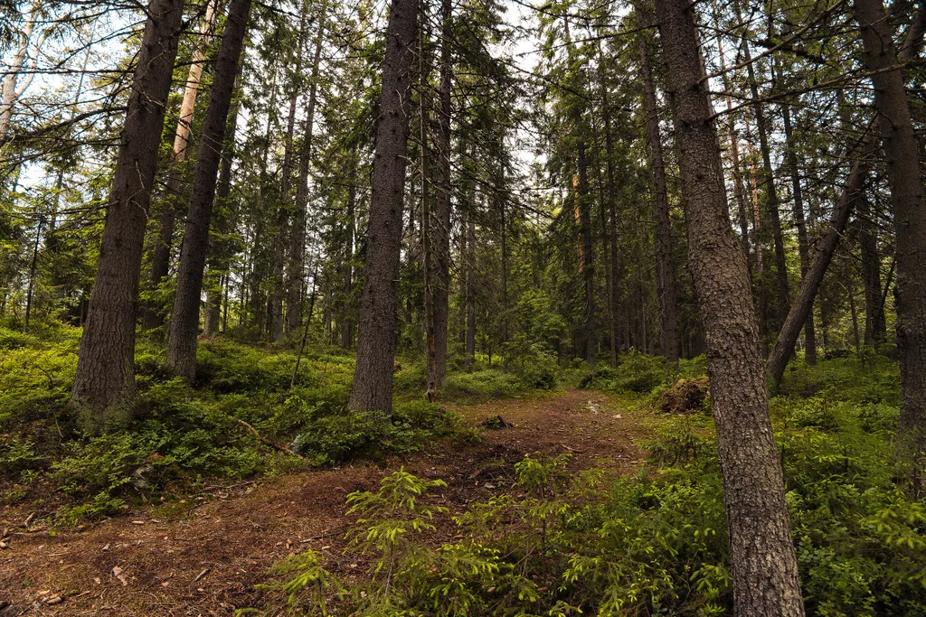 Гостевой дом Infinity Forest Карелия